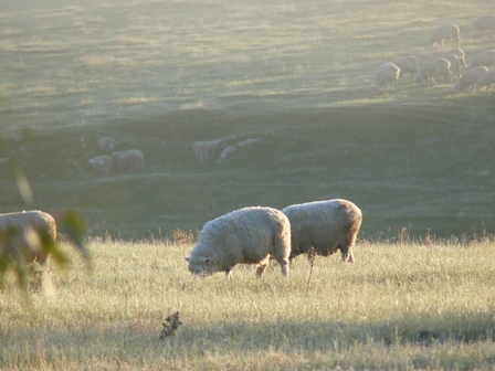 Sheeppic